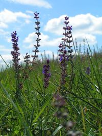 Close-up of purple wildflowers growing on field against sky