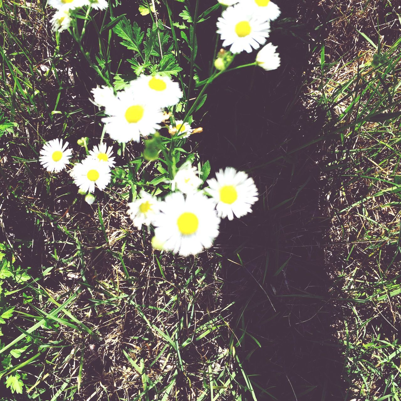 flower, freshness, petal, fragility, white color, growth, daisy, flower head, yellow, high angle view, beauty in nature, plant, blooming, nature, in bloom, green color, field, pollen, white, leaf