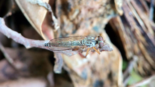 Close-up of insect