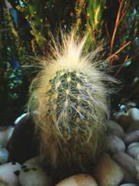 Close-up of succulent plant
