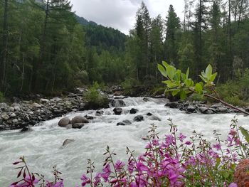 Scenic view of river flowing amidst trees in forest