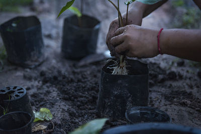 Close-up of a woman's hand transplanting a seedling into a nursery bag.