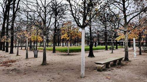 Bare trees in park