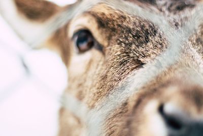 Close-up portrait of dog