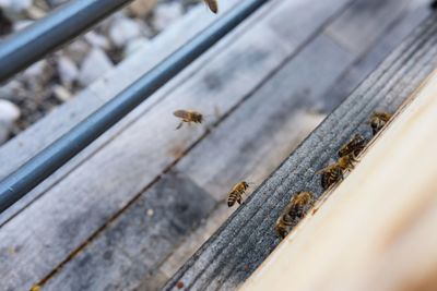 High angle view of bees on wood