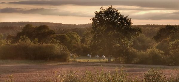 Trees on field against sky during sunset