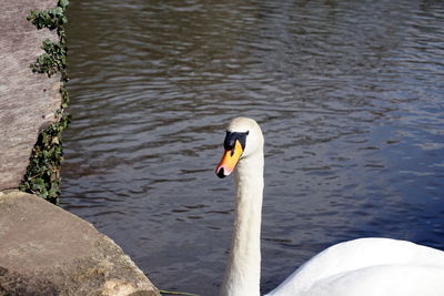 Swan swimming in lake