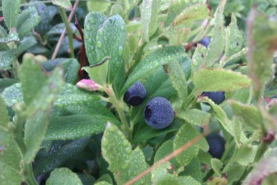 Close-up of plants