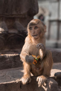 Monkey eating food while sitting outdoors