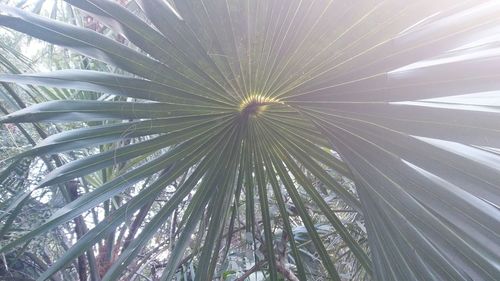 Low angle view of palm tree against sky