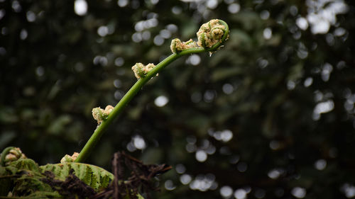 Close-up of flower buds