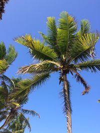 Low angle view of coconut palm tree against clear blue sky