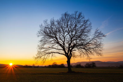 Silhouette bare tree on field against sky during sunset