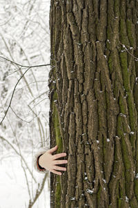 Close-up of hand on tree trunk in forest
