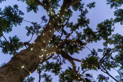 Low angle view of trees against sky