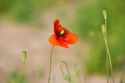 Close-up of red poppy flower