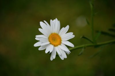 Close-up of white daisy flower