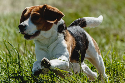 Dog running in green field and chasing lure at full speed on coursing competition