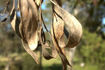 Close-up of plant against blurred background