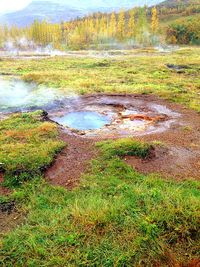 Scenic view of grassy field