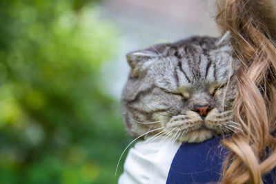 Close-up of cat with eyes closed