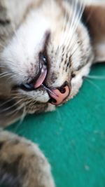 Close-up of cat with eyes closed