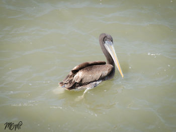 Duck swimming in lake