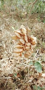 Close-up of dry plant on field