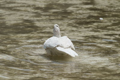 Swan swimming in lake