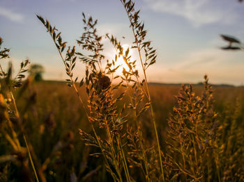 Close-up of wheat crop in field