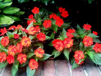 High angle view of red flowering plants