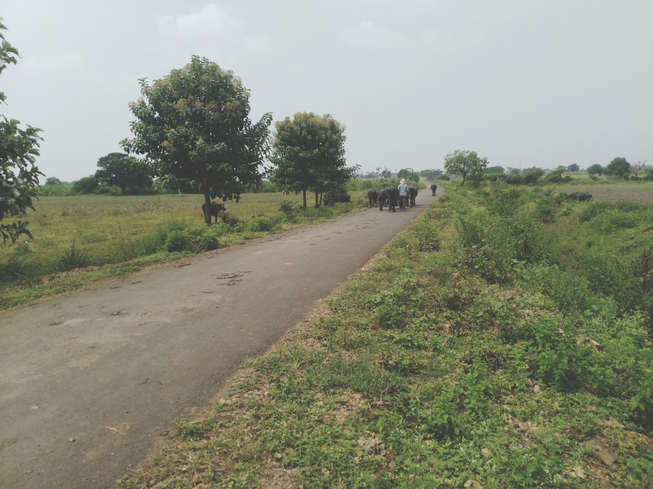 ROAD PASSING THROUGH FIELD