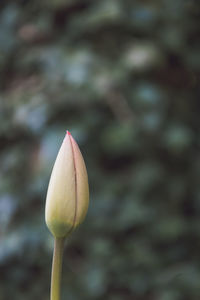 Close-up of flower against blurred background