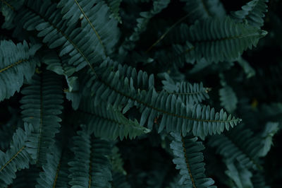 Close-up of leaves on tree