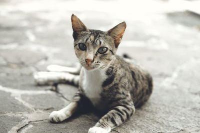 Portrait of tabby cat on footpath