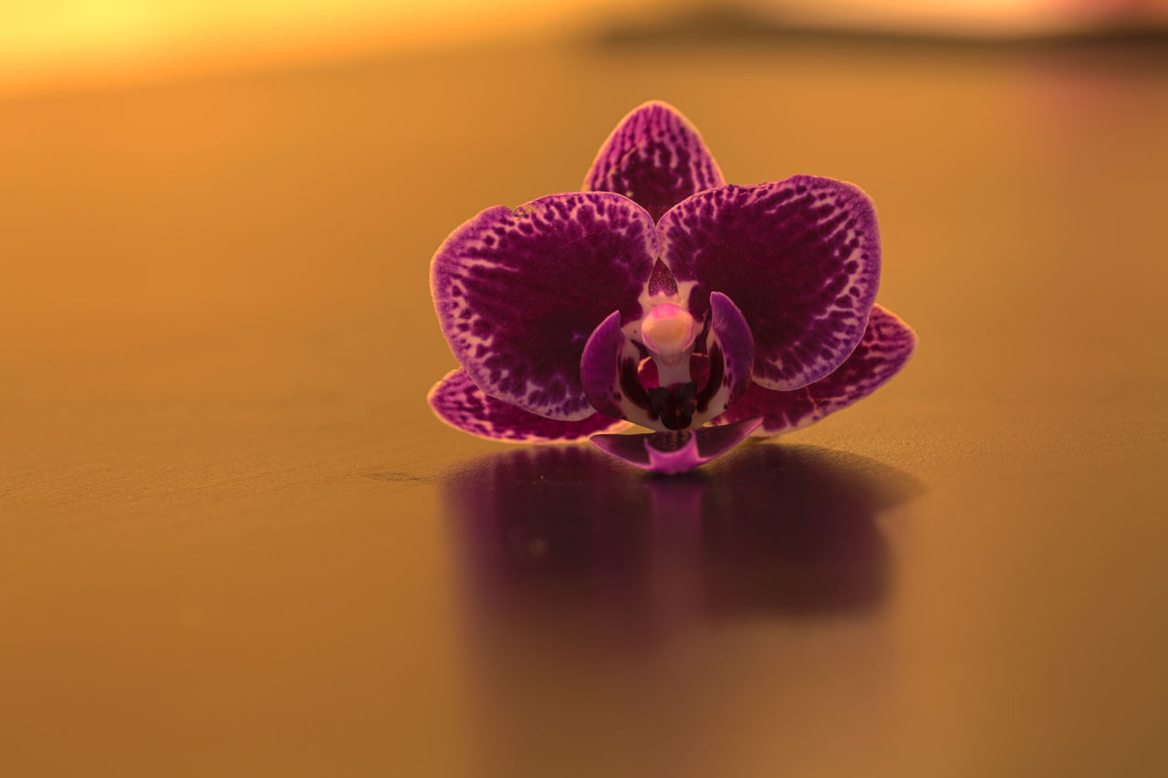 Aranda orchid