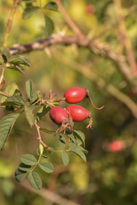 Close-up of red berries growing on tree