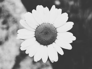 Close-up of white flower blooming outdoors