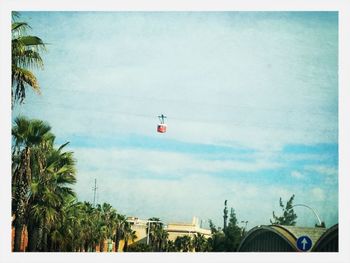 Low angle view of palm trees against sky