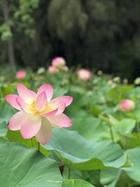 Close-up of pink water lily