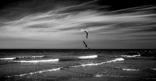 Bird flying over sea against sky