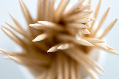 Macro shot of yellow flower