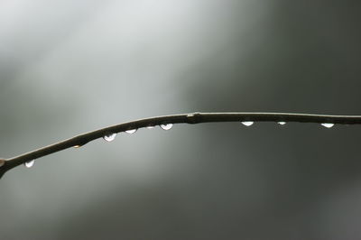 Close-up of water drops on twig