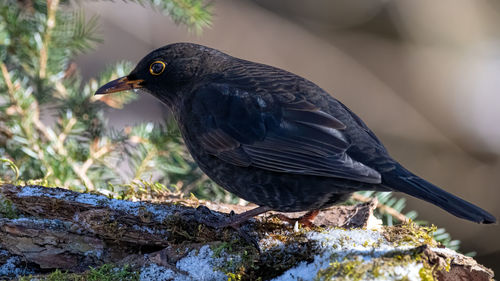 Close-up of bird perching on rock