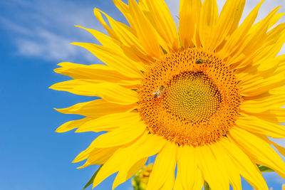 Close-up of sunflower against blue sky