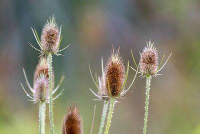 Close-up of wilted thistle