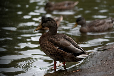 Close-up of mallard duck swimming on lake