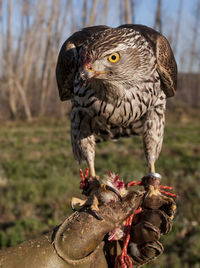 Close-up of bird perching on branch