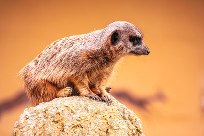 Close-up of a animal looking away