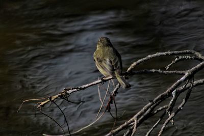 Close-up of bird perching on tree